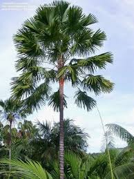 <p>Native to the Philippines and endemic; conservation status: not endangered. Most easily identified by its large, perfectly round fan-shaped leaves with radiating pleated segments and long spiny petioles, making it one of the most iconic native palm species and a national cultural symbol often associated with Filipino identity and traditional use.</p><p>A medium to tall evergreen palm typically growing 15–25 meters tall with a narrow, columnar trunk about 0.3–0.6 meters in diameter. The trunk is gray to brown, ringed with leaf scars and relatively smooth with age. It develops a fibrous, non-taproot system typical of palms, with strong lateral anchoring roots. It has no true branching; a single terminal growing point produces leaves that form a rounded crown. Leaves are large, costapalmate to fan-shaped, about 1–2 meters wide, deeply segmented into stiff radiating lobes, with long petioles bearing marginal spines. Flowers are small, cream to yellowish, borne in large branched inflorescences emerging below the leaf crown. Fruits are small, spherical to ovoid drupes that turn dark purple to black when mature and are dispersed mainly by birds.</p><p>Traditionally used for roofing, weaving, fans, and other handicrafts; also widely planted as an ornamental and cultural landscape tree. No significant toxicity reported. In landscape applications, it is best suited for parks, cultural landscapes, and roadside planting where its strong vertical form and iconic fan leaves can be showcased; it requires spacing to allow full crown spread and is highly effective as a formal or cultural identity tree in tropical landscapes.</p>