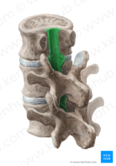 <p>stabilizes bodies and annulus fibrosus. limits spinal flexion</p>
