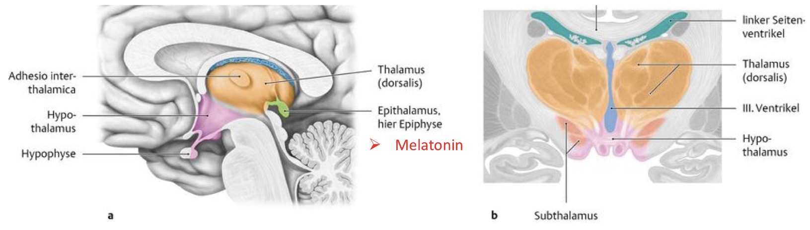 <p>Diencephalon = Zwischenhirn</p><p>Lokalisiert um 3. Ventrikel</p><p>Bestandteile:</p><p> Thalamus (dorsalis)</p><p> Hypothalamus & Neurohypophyse</p><p> Epithalamus = Melatonin Produktion</p><p> Subthalamus</p><p> Metathalamus: typischerweise Thalamus zugewiesen</p><p></p><p>Hypothalamus: reguliert die Hormon Freisetzung in der adenohyppphyse und schüttet selbst Hormone in der Neurohypophyse aus</p><p></p>