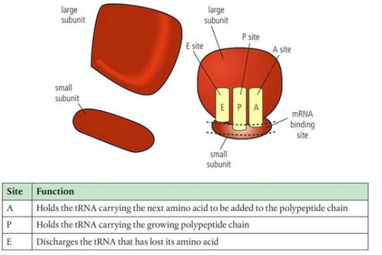 <ul><li><p>in the space between the 2 subunits of ribosome</p></li><li><p>there are 3 sites for binding of tRNA and other sites for mRNA</p></li></ul><p></p>