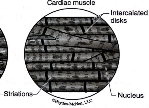 <p>Striated involuntary muscle responsible for contraction of the heart. </p>