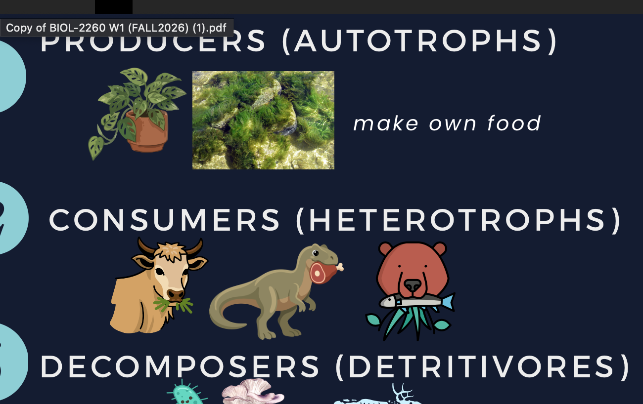 <p>heterotrophs</p><p>detrivores</p>