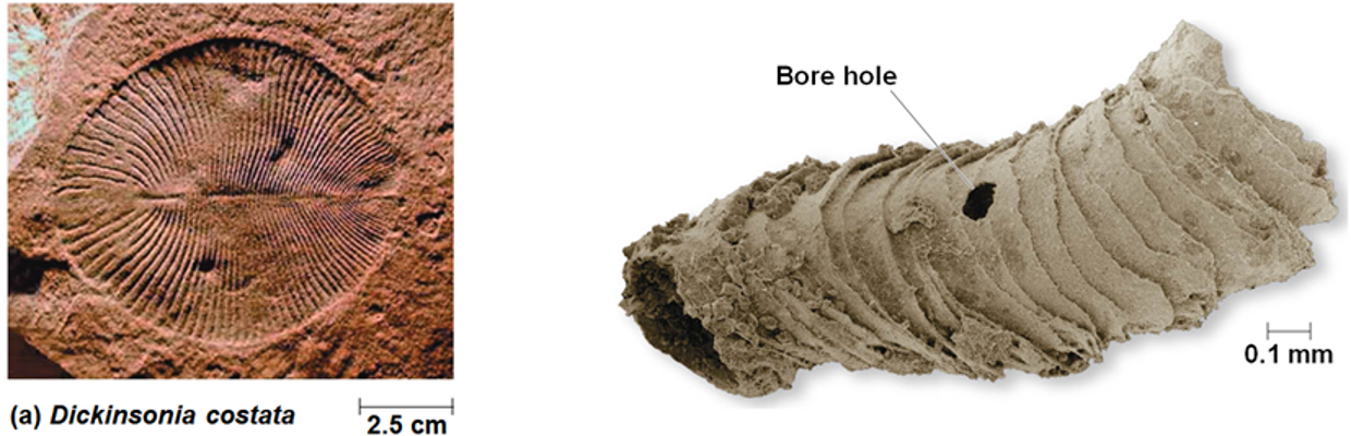 <p>Neoproterozoic Era (1 BYA - 541 MYA)</p>