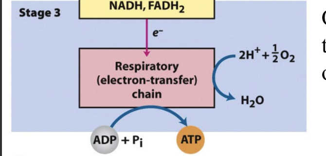 <p>What is stage 3 of fatty acid oxidation?</p>