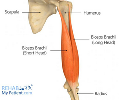 <p>Radial tuberosity; deep fascia of forearm via bicipital aponeurosis</p>