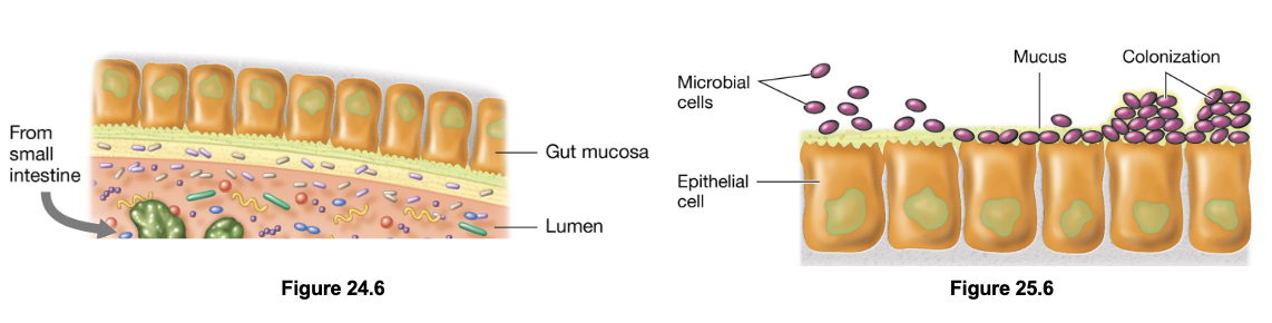 <ul><li><p>Mucosal surfaces are coated with mucus composed of mucin (glycoproteins and polysaccharides) which trap microbes</p></li><li><p>Mucin also contains immune components such as secretory IgA (sIgA), and defensins</p></li><li><p>Although most microbes cannot penetrate this barrier, some possess virulence factors such as flagella and mucin-degrading enzymes</p></li></ul><p></p>
