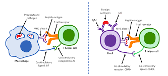 <p>Major histocompatibility complex MHC Class II molecules are used to attract___.</p>
