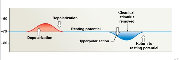 <p>Membrane Potential Changes</p>