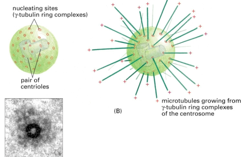 <p>γ-tubulin forms a ring-like structure that serves as nucleating site for microtubules</p>