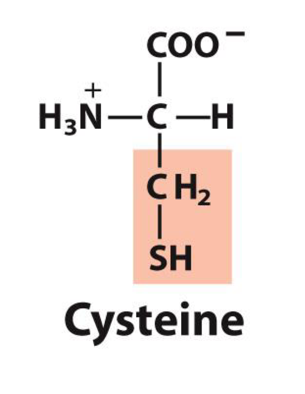 <p>Cys</p>