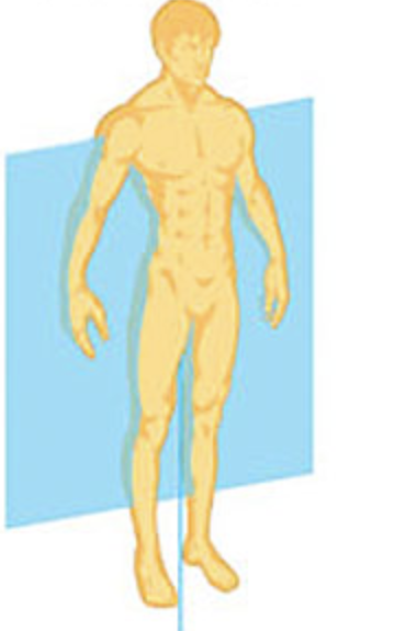 <p>divides vertically into anterior and posterior sections. runs vertically at right angles through the midline of the body</p>