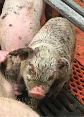 <p>A pig has a small damaged area of skin that spreads to infection. The piglet 5 weeks of age is in an area with poor ventilation, high humidity, and high stocking density. Thoughts?</p>