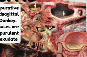 <p>SINUSITIS</p><p>Describe the condition and exudate type shown in the midsagittal head section of the donkey:</p>