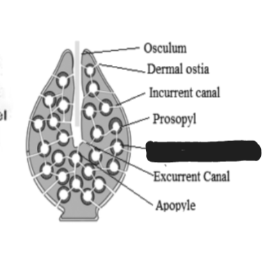 <p>What structure is blacked out?</p>