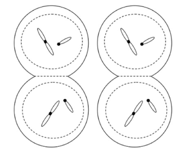 <p>What is this phase of meiosis?</p>