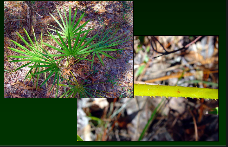 <p>•</p><p>Arecaceae</p><p>•</p><p>Limited to dry, sandy sites</p><p>•</p><p>Key Characters:</p><p>•</p><p>Serrate petioles</p>