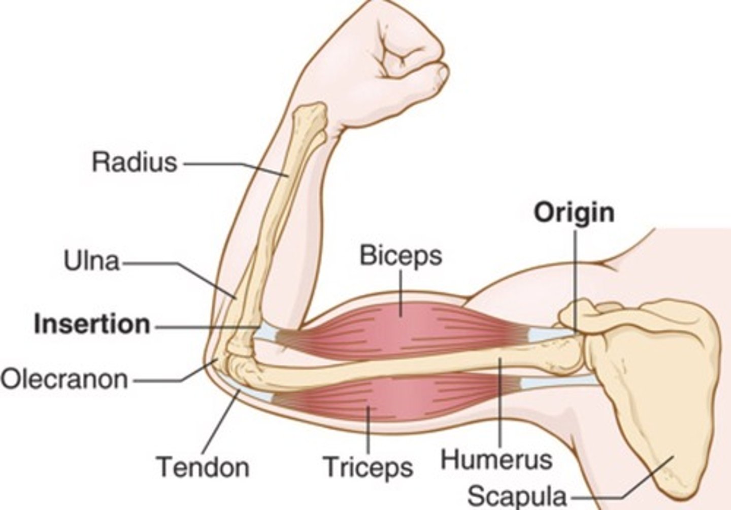 <p>Found in skeletal muscles and under voluntary control</p>