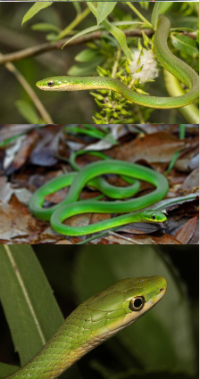 <p>Family: Colubridae</p><p>Location: Southeast KS</p><p>ID: long thin green; belly is cream/white; anal plate is divided; scales are keeled</p><p>Life/History: active diurnal invertebrate predator; found in bushes shrubs or trees; oviparous</p>