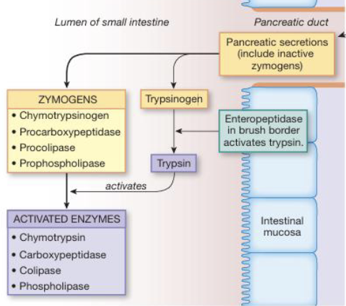 <ul><li><p>GI secretion involves the movement of key ions: Na<sup>+</sup>, K<sup>+</sup>, Cl<sup>-</sup>, HCO<sub>3</sub><sup>-</sup>, and H<sup>+</sup> that play a role in fluid balance</p></li><li><p>GI secretion also moves inactive proenzymes (zymogens) which are only activated in GI lumen to prevent autodigestion and helps storage in cells (e.g. pepsinogen to pepsin in stomach)</p></li></ul><p></p>