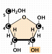 <p>The sugar in RNA is ______.</p>