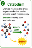 <p>Chemical reactions that break large molecules into smaller ones and usually release energy.<br>Example: Breaking down food molecules to get energy is catabolism.</p>