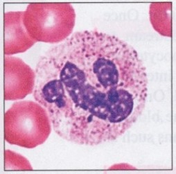 <p>"“Polymorphonuclear”: nucleus shows a variety of forms, but generally consist of 3 to 5 irregularly oval-shaped lobed connected by thin strands of nuclear material; cytoplasm is filled with very fine granules</p>