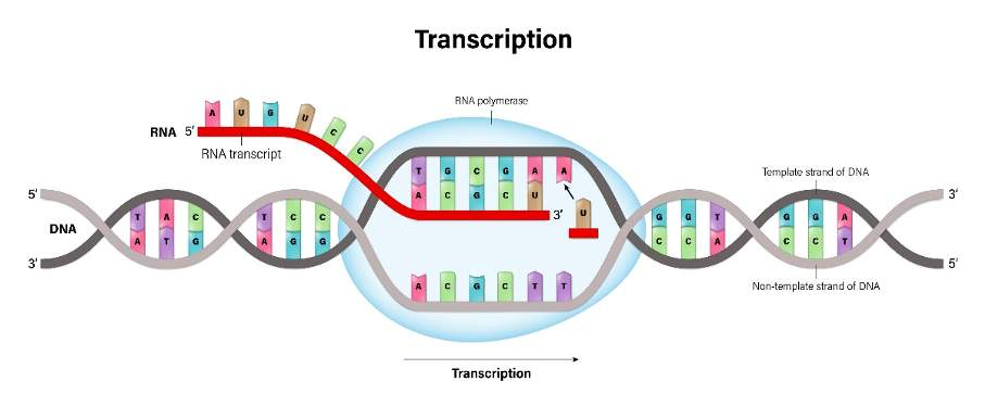 <p>Short definition: Making a copy of the instructions found in DNA (inside the nucleus). Copy is carried by mRNA</p><p></p><p>Long definition: The process of copying a segment of DNA into RNA. This is the first step in gene expression, where the DNA sequence of a gene is transcribed to produce an mRNA molecule. The mRNA is like a transcript, or copy of the gene's DNA code.</p><p></p><p></p>