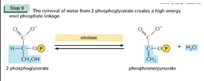 <p>Dit is de endolase reactie. De verwijdering van water uit 2-fosfoglyceraat zorgt voor de vorming van een hoge energie fosfaatverbinding. </p><p>Je krijgt een dikke dubbele binding door het verwijderen van water → dit zorgt ervoor dat de binding tussen P en molecuul enorm energierijk is. </p><p>De negatieve lading van de elektronenwolk rond de dubbele binding en de fosfaatgroep die in de buurt ligt: beginnen elkaar af te stoten → De fosfaatgroep heeft de neiging om zich af te splitsen. </p><p>Enzym: enolase </p><p>2-fosfoglyceraat → fosfoenolpyruvaat + H2O </p>
