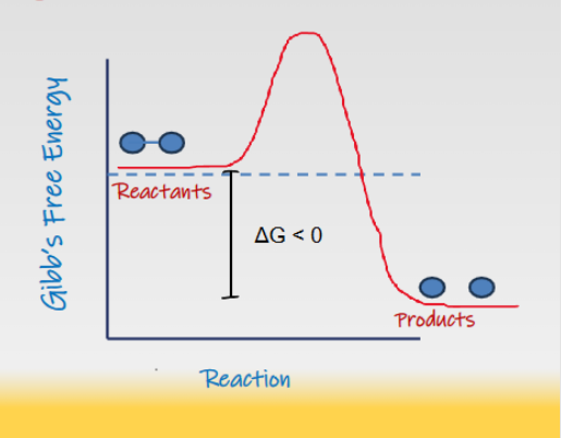<p><span>If energy is released in a chemical reaction, then </span><span style="color: rgb(0, 171, 249);">ΔG<0</span></p><ul><li><p><span>Products have less free energy than the reactants</span></p></li><li><p><span>These reactions are exergonic</span></p></li><li><p>When energy is released in a chemical reaction, the change in Gibbs free energy (Delta G) is negative (<span>Δ𝐺<0</span>) and the process is exergonic</p></li><li><p>Reactants have <strong>more free energy</strong> than the products, meaning the system loses free energy </p></li></ul><p></p>