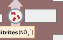 <p>nitrogen cycle: name this step</p>