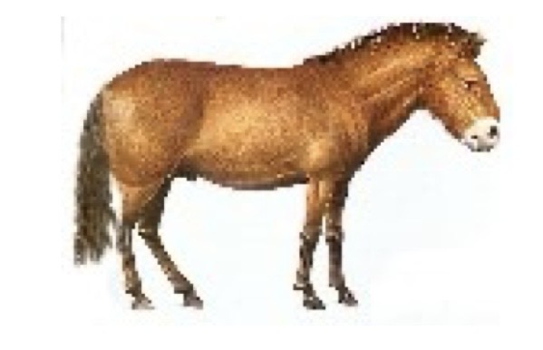 <p>Equus</p>