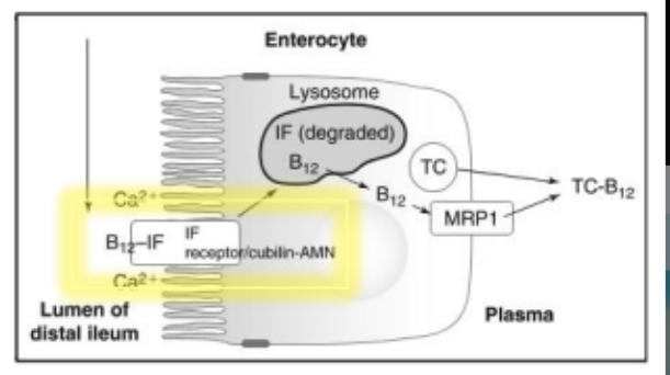 <p>lysosomes</p>
