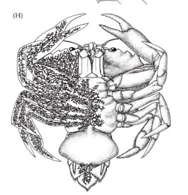 <p>TRUE</p><ul><li><p>none off the info below is bolded on the slides</p></li></ul><p></p><p>Rhizocephala invades bodies of other crustaceans where they grow an almost fungus like body that invades the haemocoel of the host</p><p></p>