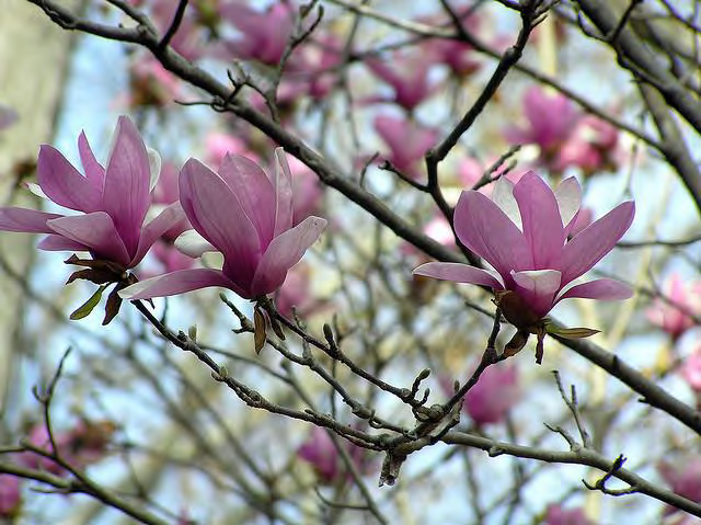 <p>•</p><p>Hybrid of two Chinese magnolias</p><p>•</p><p>Key Characters:</p><p>•</p><p>Purple flowers</p><p>•</p><p>Pubescent buds</p>