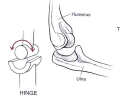 <p>Uniaxial joint allowing movement in one plane, such as flexion and extension.</p>