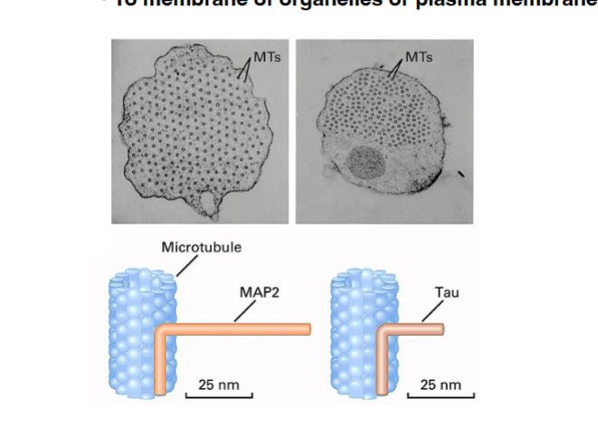 <p><span style="background-color: transparent;"><strong>Cross-Linking Proteins</strong></span></p>