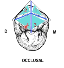 <p>incline planes</p>