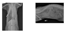 <p>Describe the study you are seeing here</p>