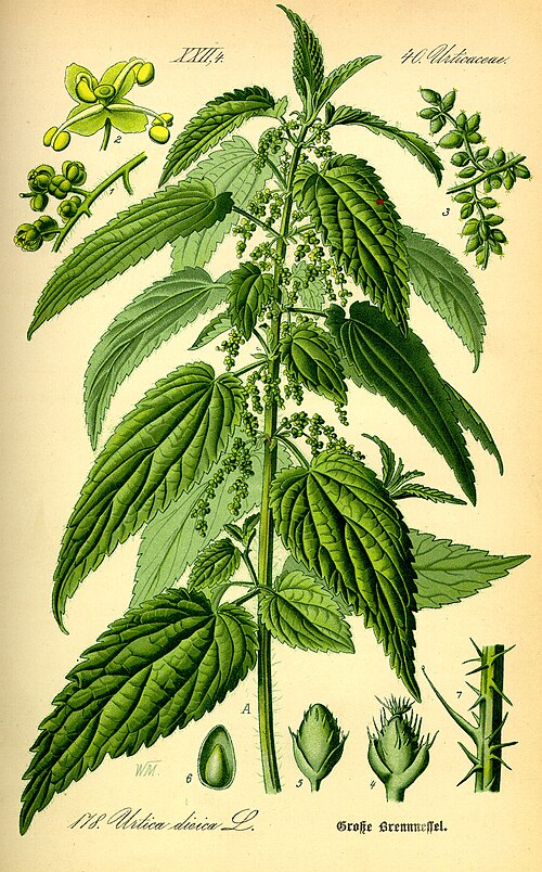 <p>Brännässla  (KÄNN IGEN PÅ BLAD)</p>
