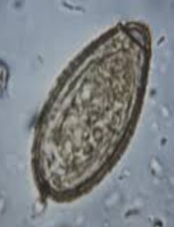 <p>Name (hint = very small)</p>