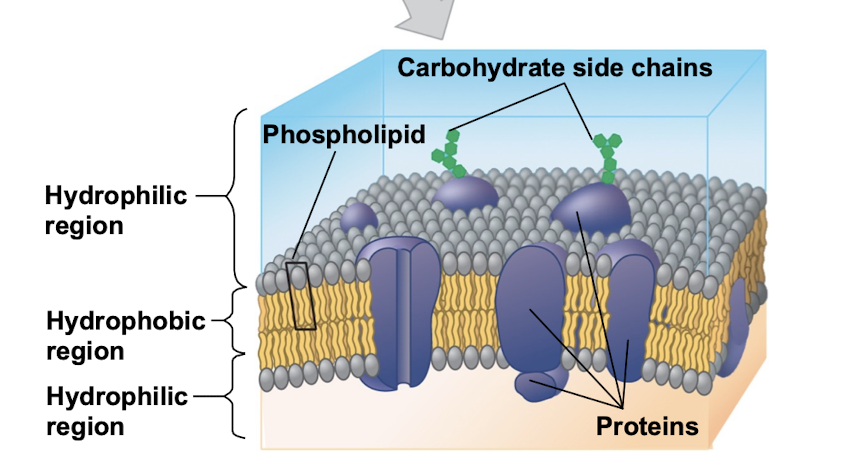 <p>selective barrier that allows the passage of oxygen, nutrients, and waste to service the volume of every cell</p><ul><li><p>double layer of phospholipids (bilayer)</p></li><li><p>proteins embedded inside</p></li></ul><p></p>