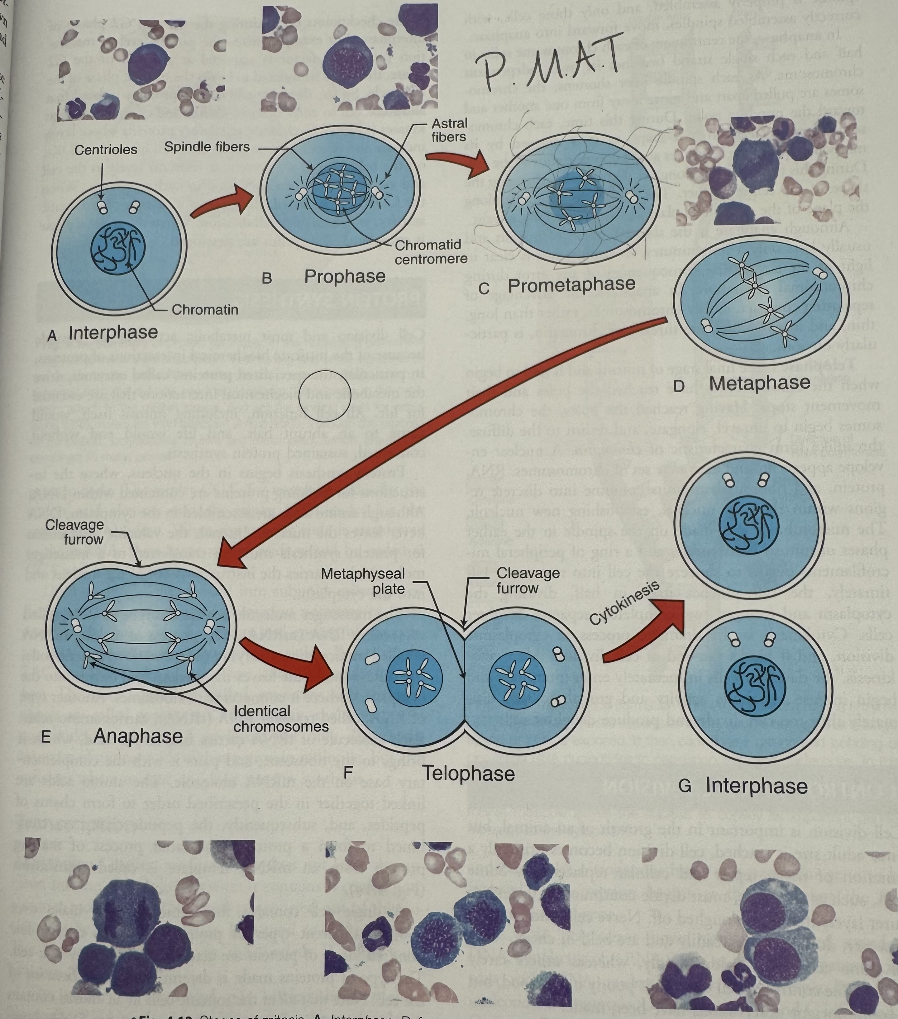 <p>what happens in metaphase?</p>