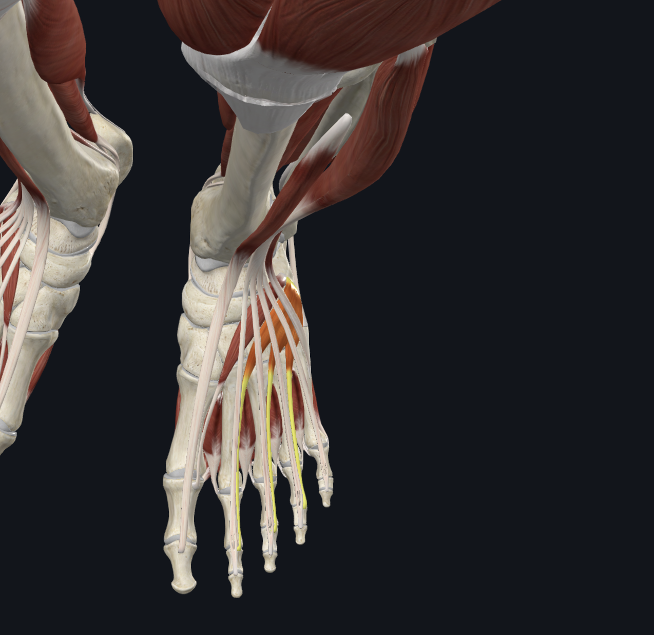 <p>transverse superior view</p><p>Muscles</p>