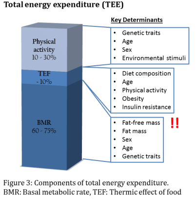 <p>Fat-free mass is the most important measurement</p>