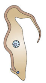 <p>Kinetoplast near the posterior end.</p>