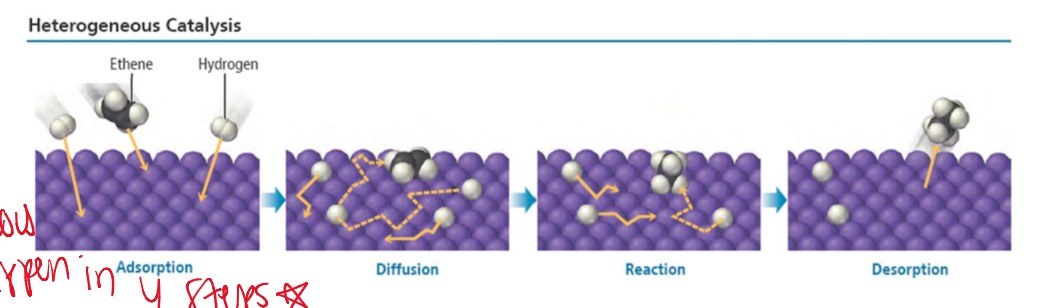 <ol><li><p>Adsorption: the reactants are absorbed onto metal surfaces</p></li><li><p>Diffusion: the reactants diffuse on the surface until they approach each other</p></li><li><p>Reaction: the reactants react to from the products </p></li><li><p>Desorption: the products desorb from the surface into the gas phase </p></li></ol><p></p>