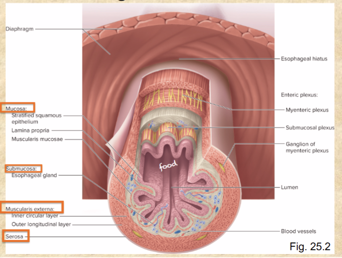 <p>stratified squamous epithelium</p><p>lamina propria</p><p>muscularis mucosae</p>