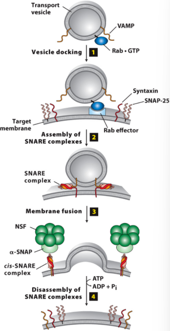 <p>Doughnut-Shaped Cytosolic Protein Complex, Containing NSF and α-SNAP Proteins, these Attach to the Bundle and Twist it Apart Using Energy From ATP</p>