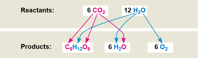 <ul><li><p><span style="background-color: transparent;">Chloroplasts split H<sub>2</sub>O into hydrogen and oxygen, incorporating the electrons of hydrogen into sugar molecules and releasing oxygen as a by-product</span></p></li></ul><p></p>