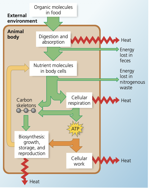 <p>The overall flow and transformation of energy in an animal.</p><p>Animals are hetrotrophes. PHOTO summery of animal body.</p>
